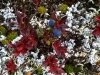 nisgaa-project-blueberries-lichen-and-crowberries-sept-2010-nm-photo
