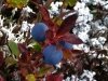nisgaa-project-blueberries-lichen-and-crowberries-sept-2010-nm-photo
